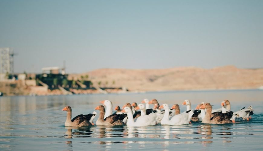 Adiyaman